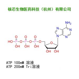 ATP 200mM Tris 溶液